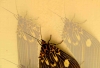 EMen - moth albom