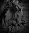 INGRID DUCHESNE - Quarter Horse