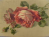 Zsuzsanna Toth - Roses