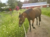 cecilia jadfjorden - My horse Emma B.L