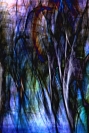 Steve Hazael - Abstract Trees, NSW